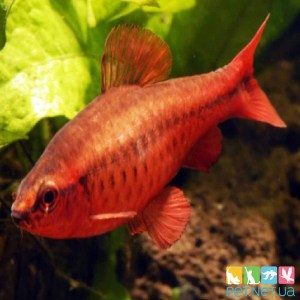 cherry barbus_2